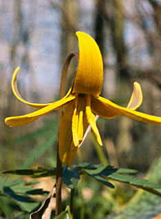 Erythronium s0010